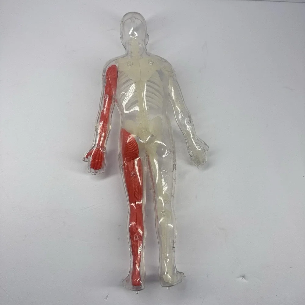 Human Anatomy Model‎ Figure Removable Organs Educational Toy Parts Incomplete